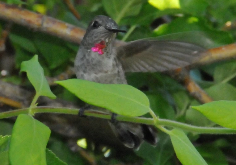 a hummingbird sits on the nch of a tree