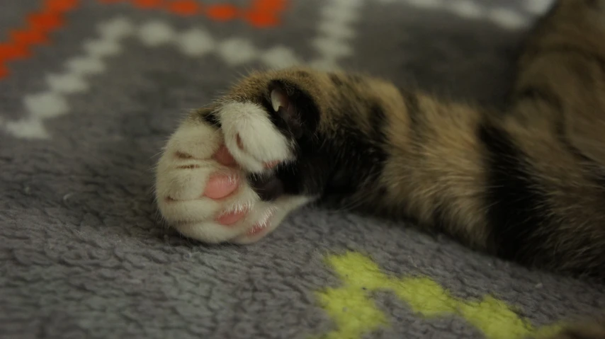 a close up s of a cat paw on a carpet