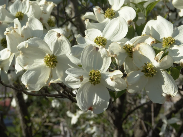 a cluster of white blossoms on a tree
