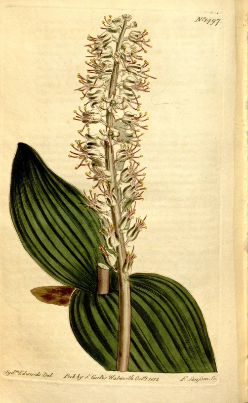 a vintage illustration of an image of a plant