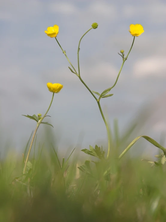 two small yellow flowers near green stems