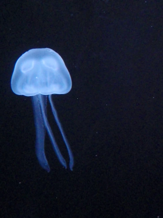 a dark background with a very colorful jelly fish in it