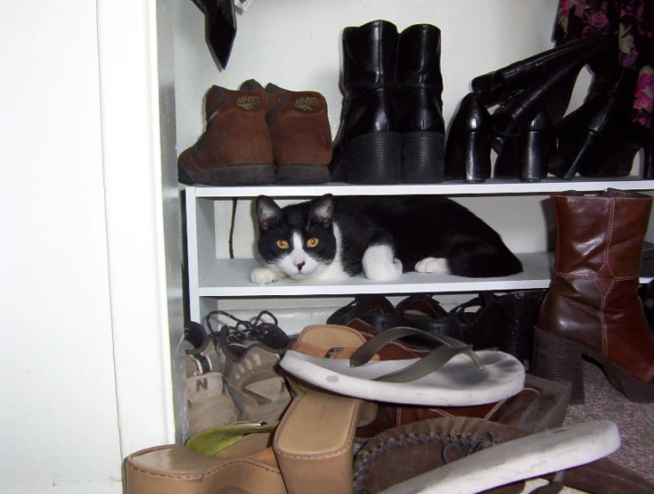 a cat laying on top of some shoes