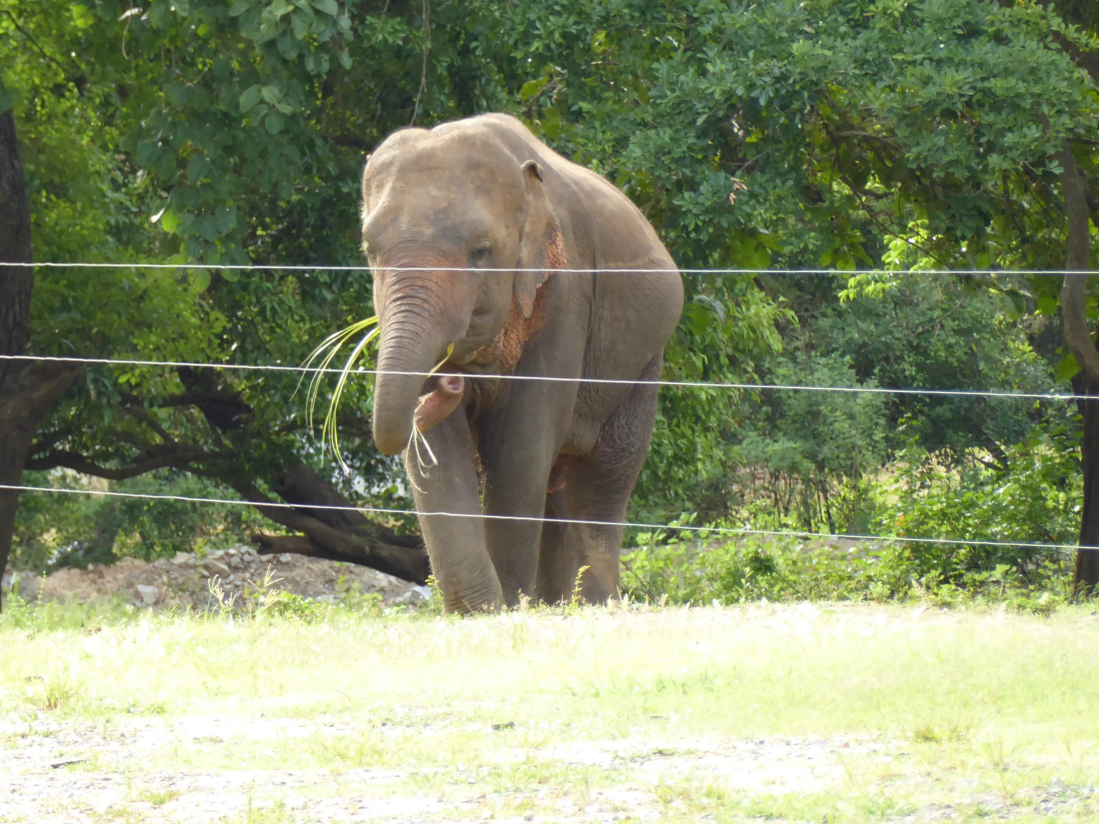 a elephant holding a tree nch on a farm