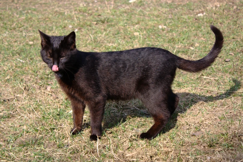 a black cat licking his face in a field