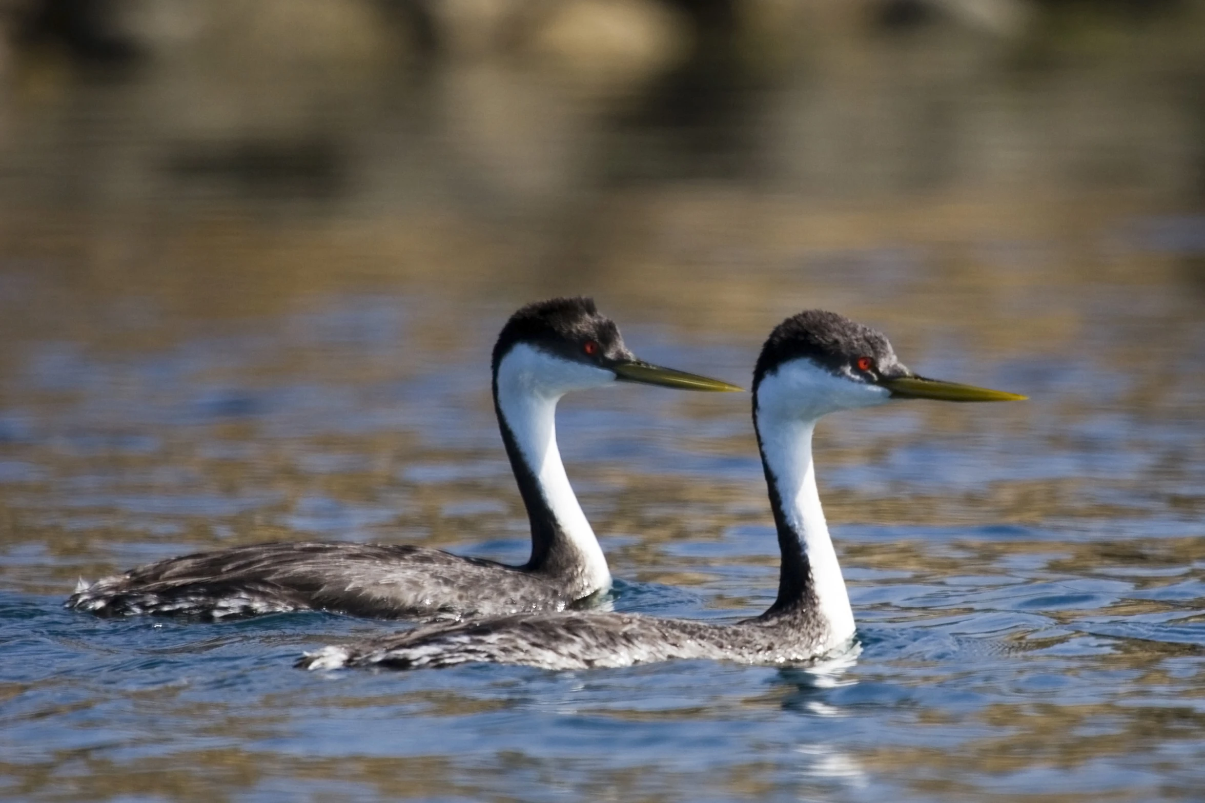 two black and white birds with beaks swimming in the water