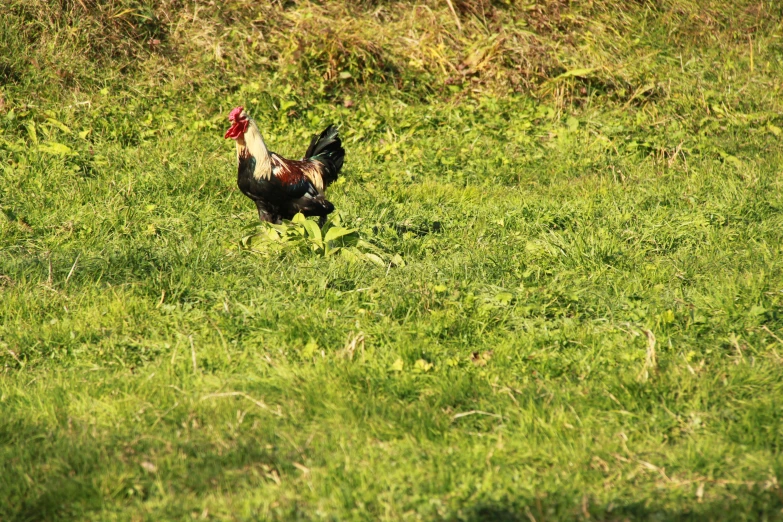 there is a rooster in the tall grass