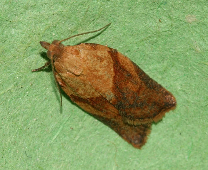 a brown insect laying on a green cloth