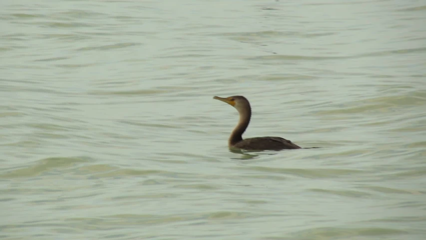 there is a bird swimming in the water