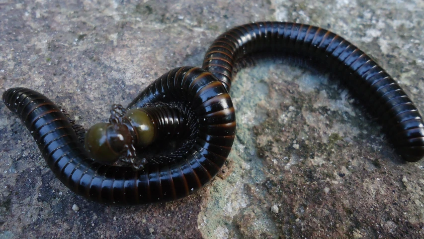 there is an insect on the rock eating a ball