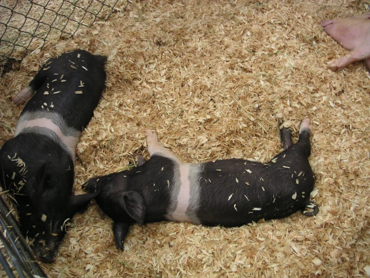 two pigs nuzzle their backs against each other on hay