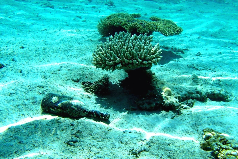 a coral covered in green seaweed on a sandy sea bed