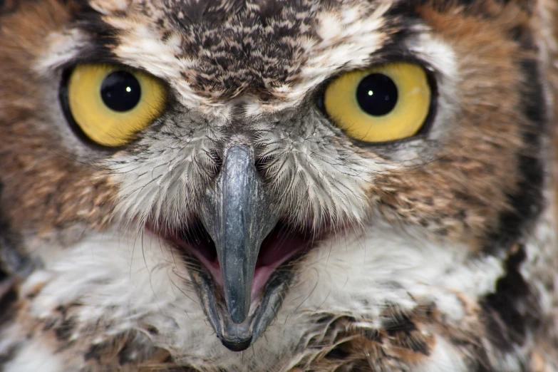 an owl with its face showing yellow eyes