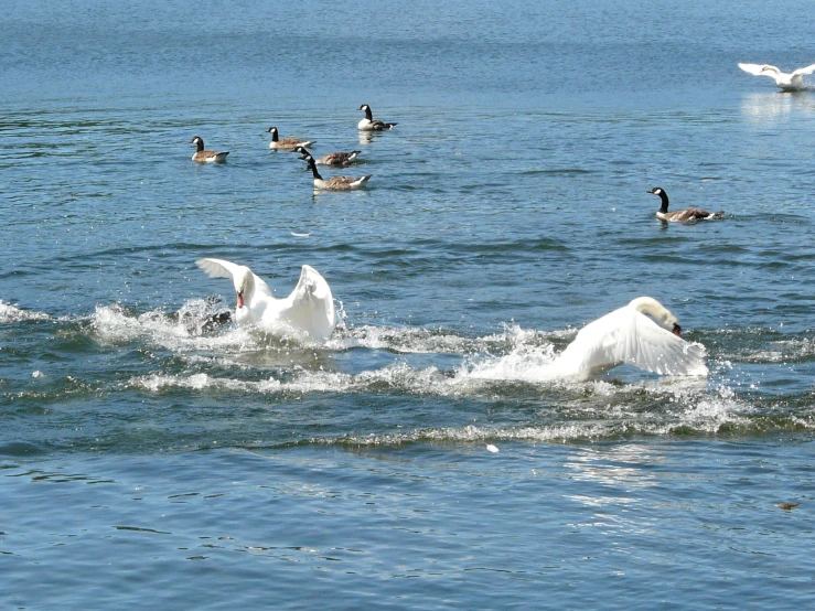 a flock of birds that are standing in the water