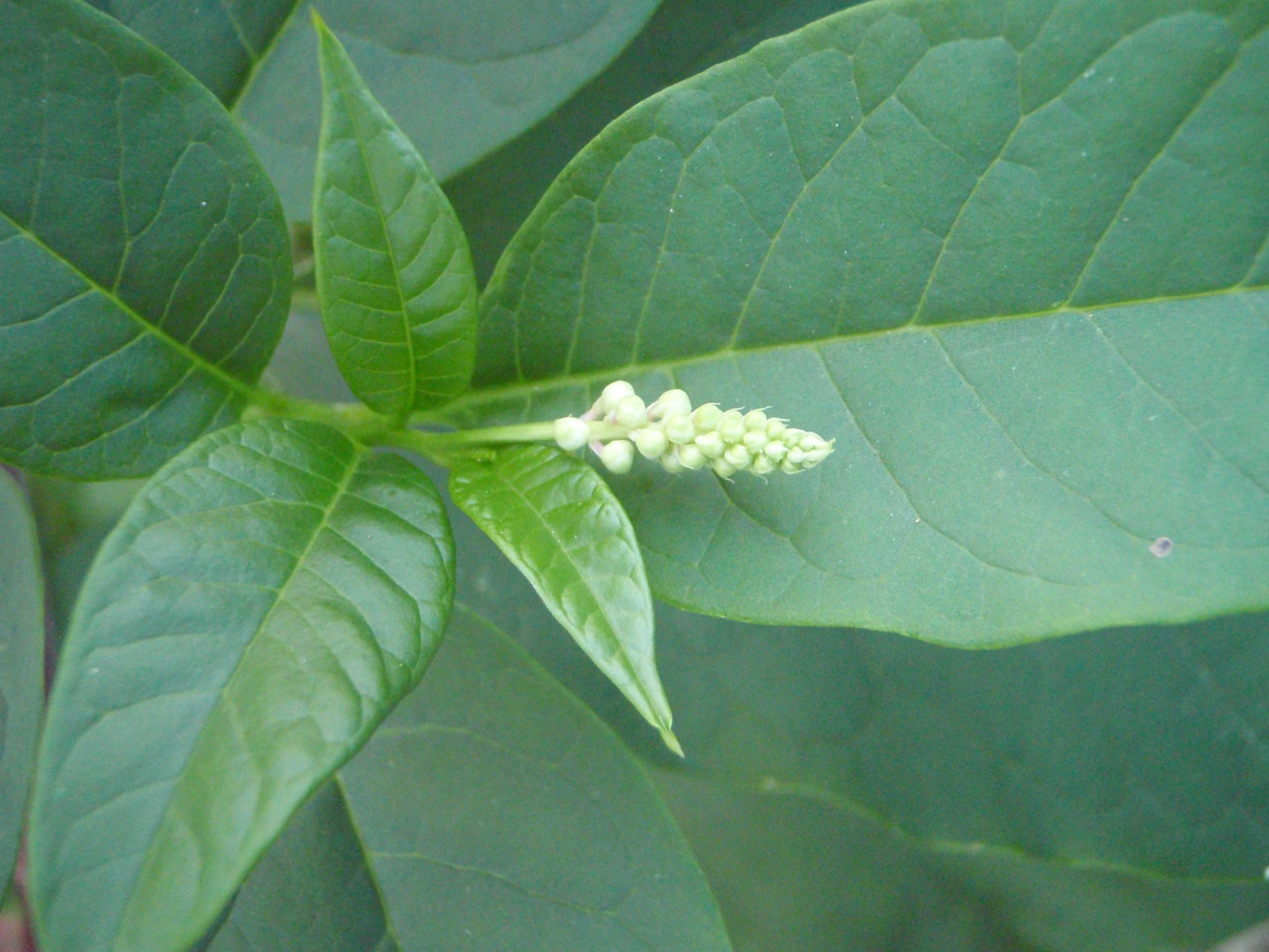 an image of green plants that are growing