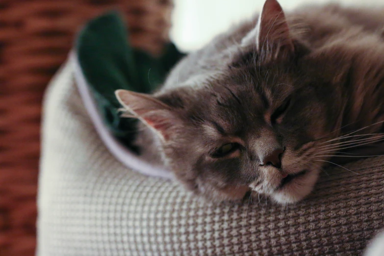 a cat sleeping with its head on a pillow