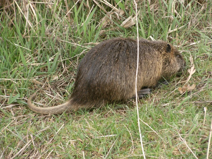 a large brown animal in grassy area next to brush