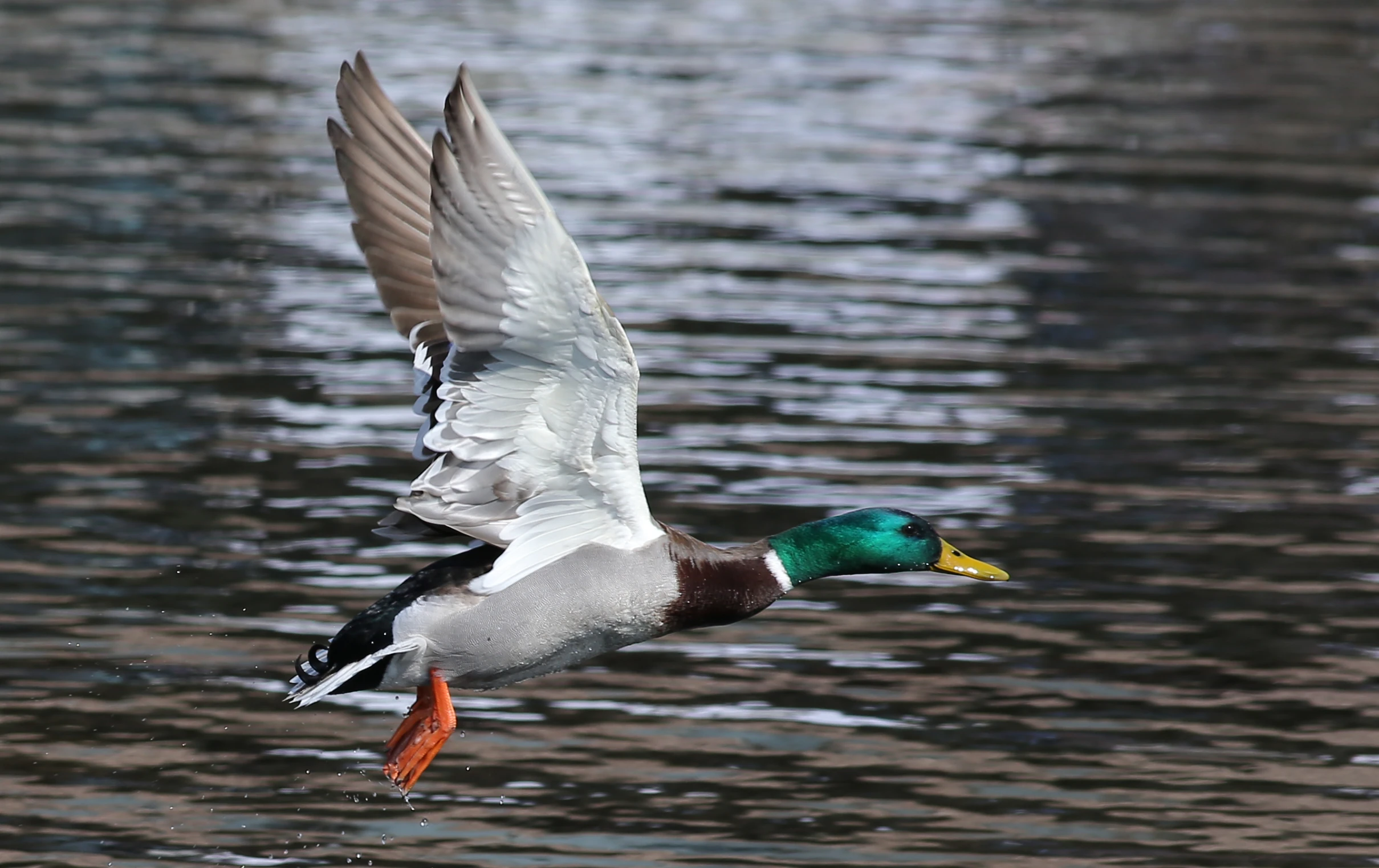 a duck is flying above the water with its wings open