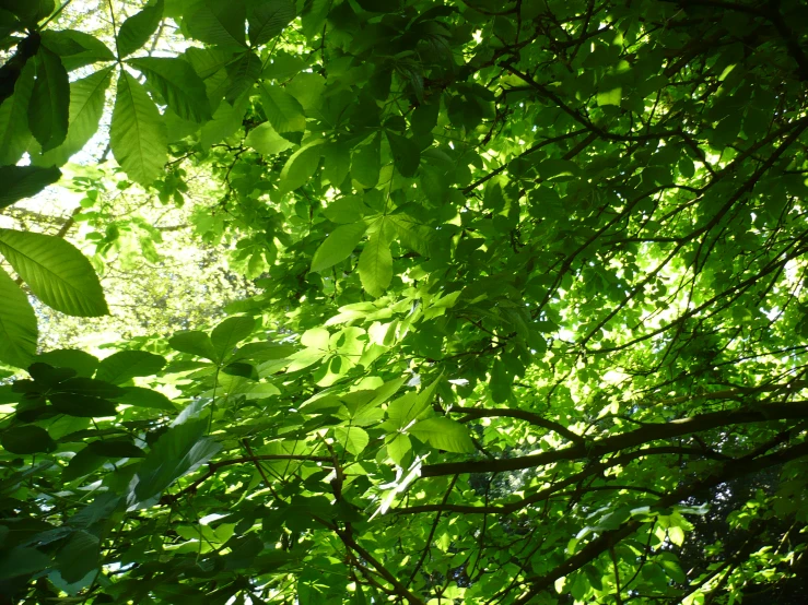 the light shines through the leaves of trees