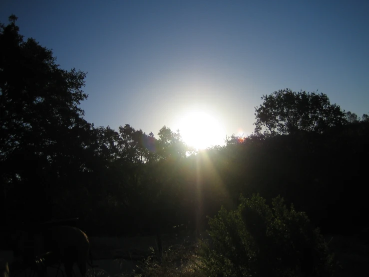 the horse is grazing in the field near the trees