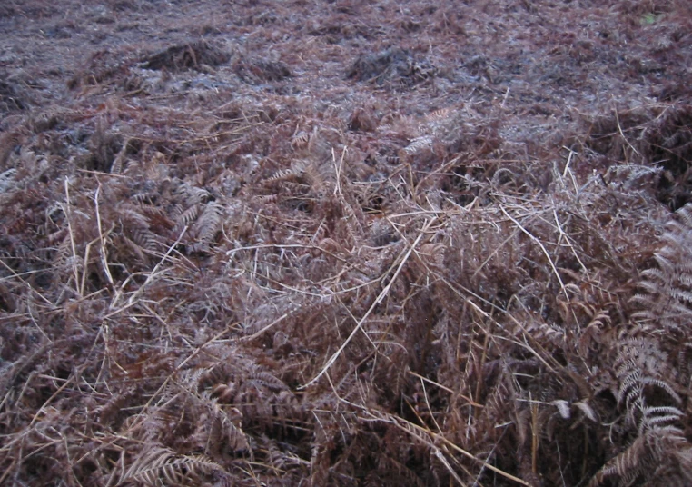 grass that has been frosted and has been cleaned