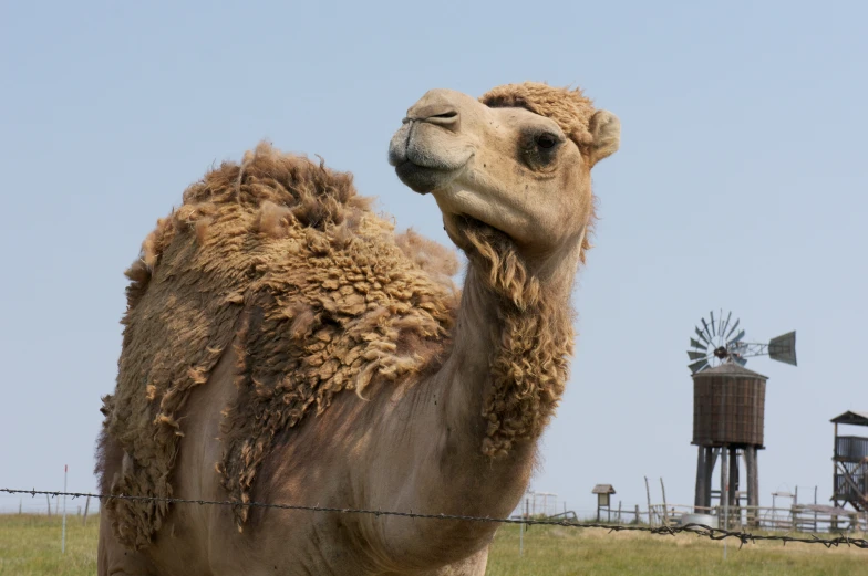 a camel has been dusted with brown, flecky hair