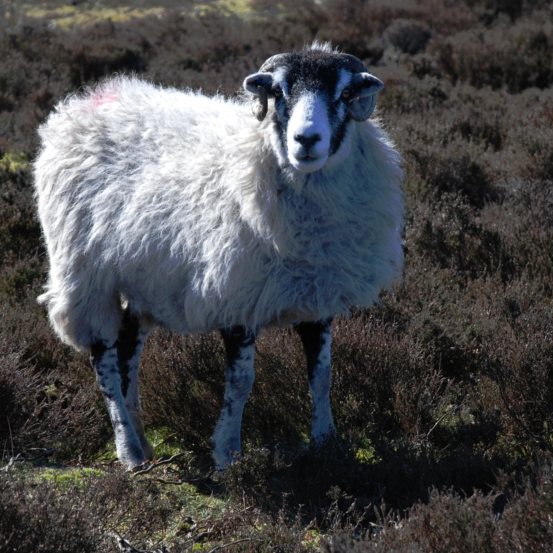 a sheep standing on a hill in an open grassy area