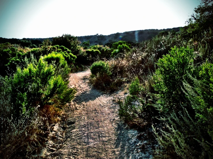 a dirt path in the middle of a wooded area