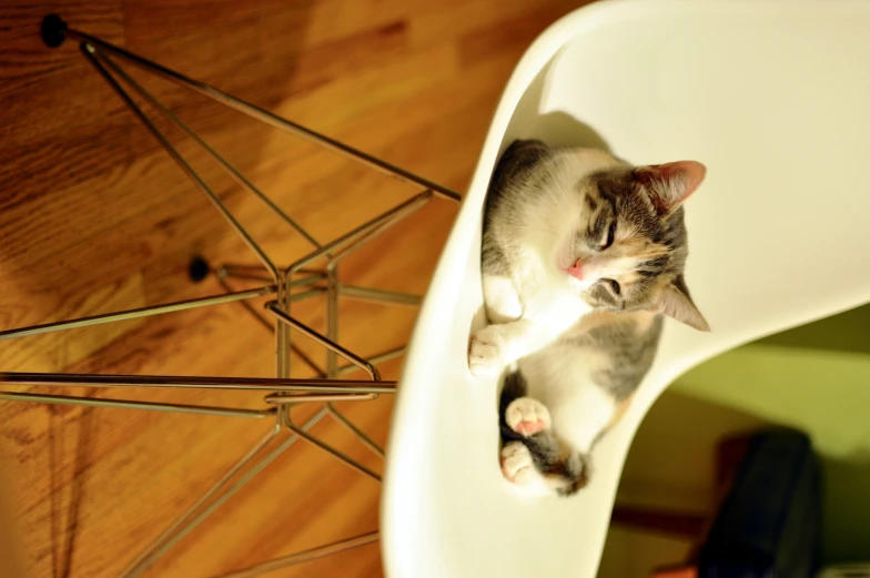 a cat that is laying down in a chair