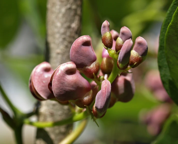 some pink flowers on a nch in a tree