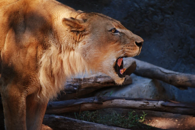 a lion roaring at soing at the zoo