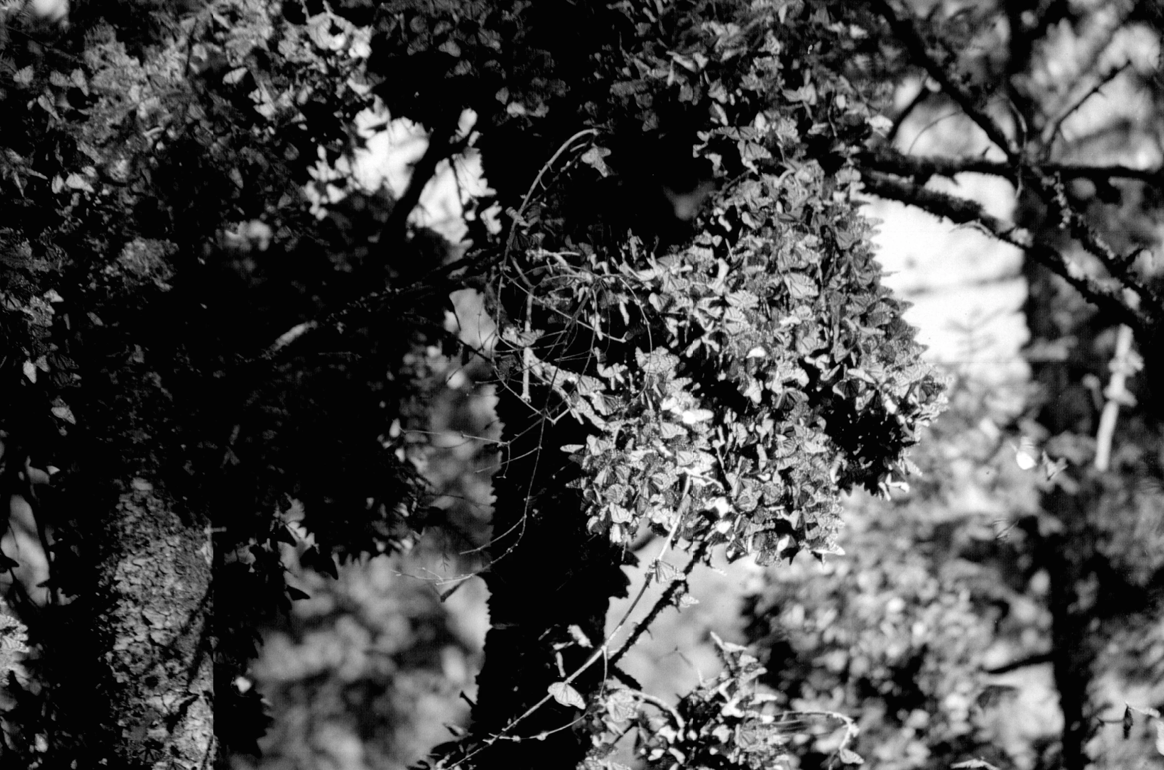 some very pretty trees in a black and white po