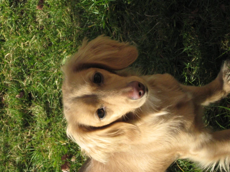 a dog that is sitting in the grass