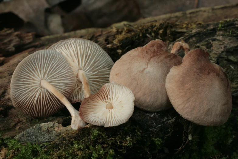 a group of mushrooms on a rocky area