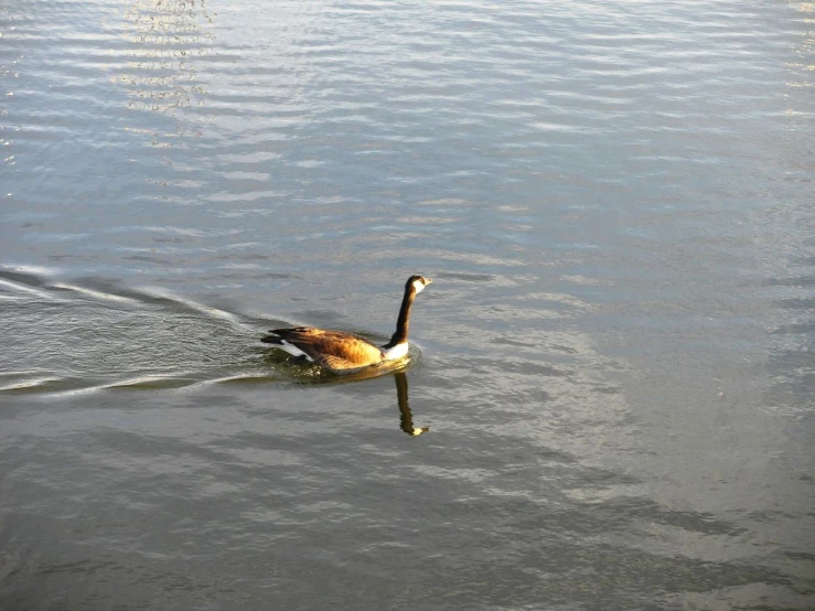 a duck on the water floating in a body of water