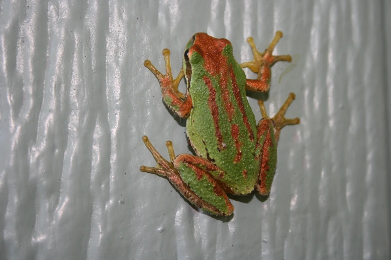 a large frog on a metal door next to another frog