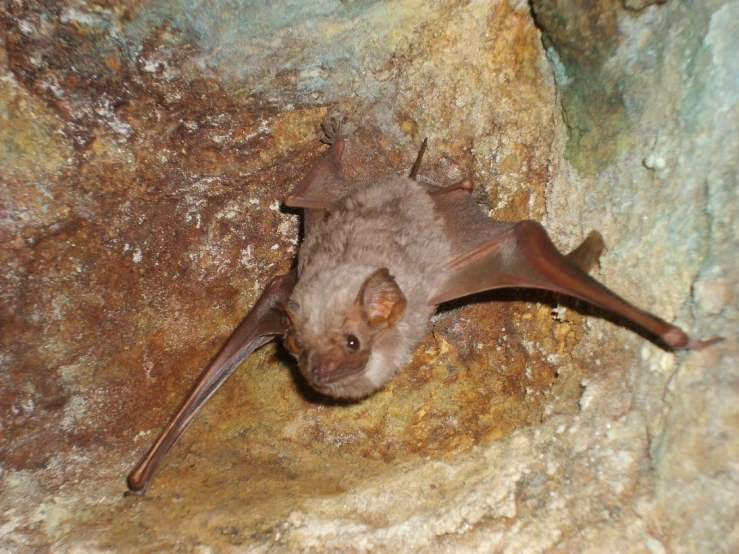 a large bat hanging from the side of a rock