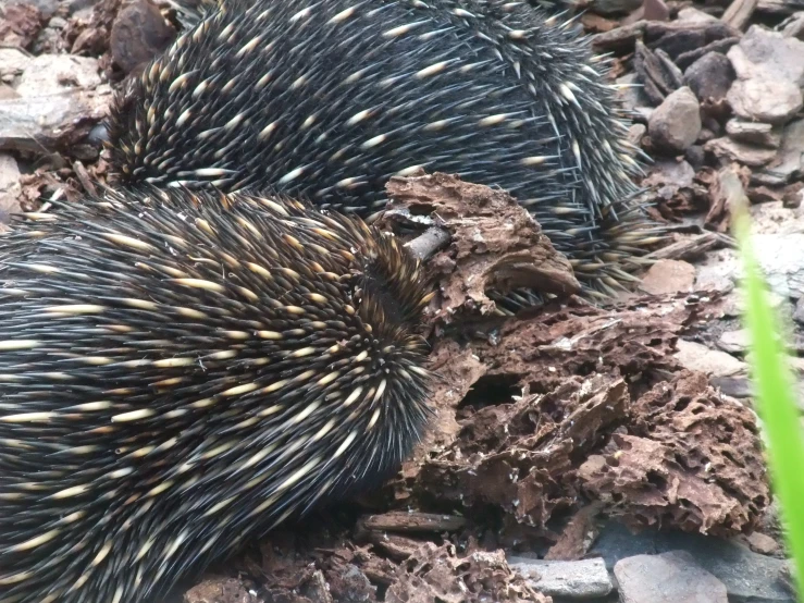 two ecanthus standing on a rocky ground