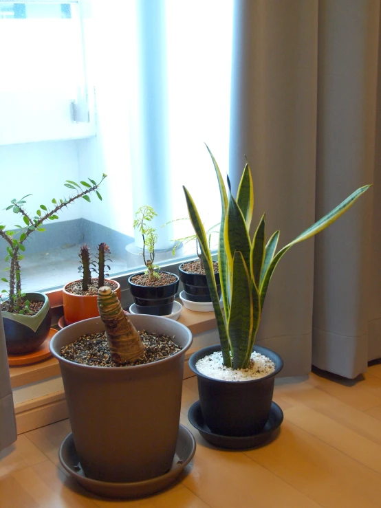 a close up of some plants in a window sill