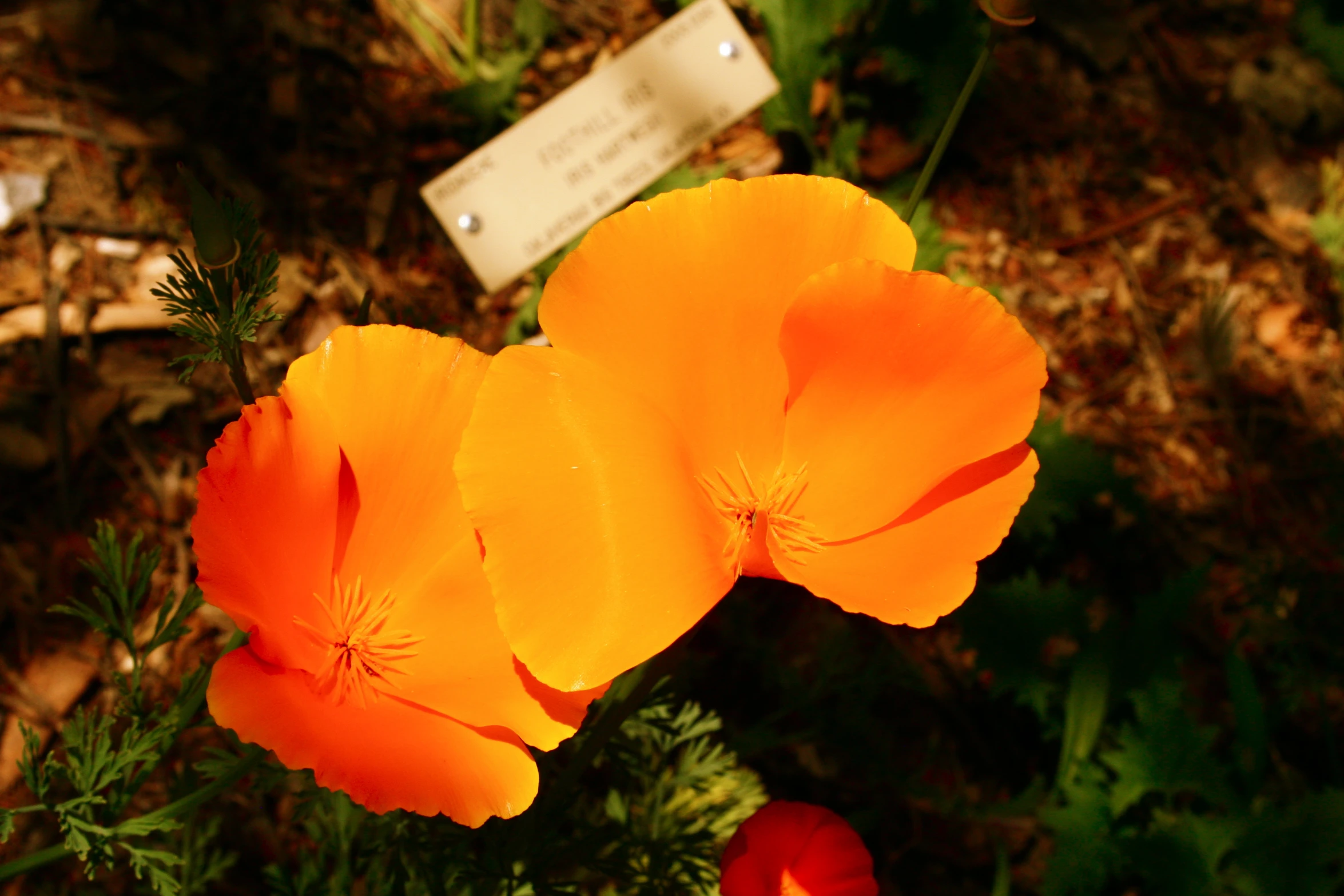 two orange flowers and a name plate stand out against the green grass