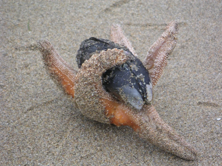 a strange sea animal lying in the sand