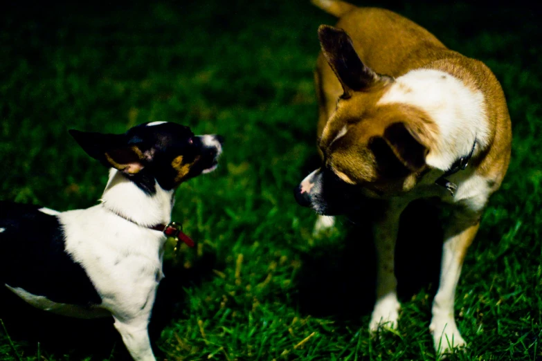 two dogs in the yard playing with each other