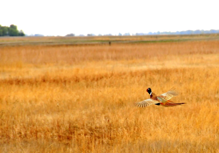 two birds flying in the air with each other