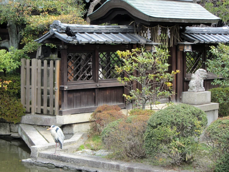 a tall bird perched on a small body of water