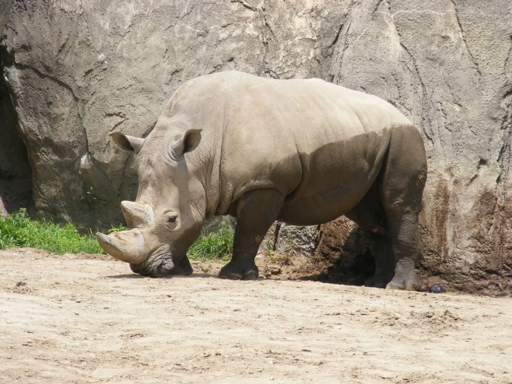 a white rhino in a enclosure eating grass