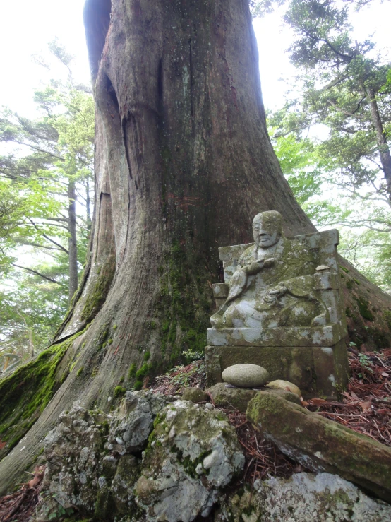 mossy, weathered rocks with rocks embedded in them, in the woods