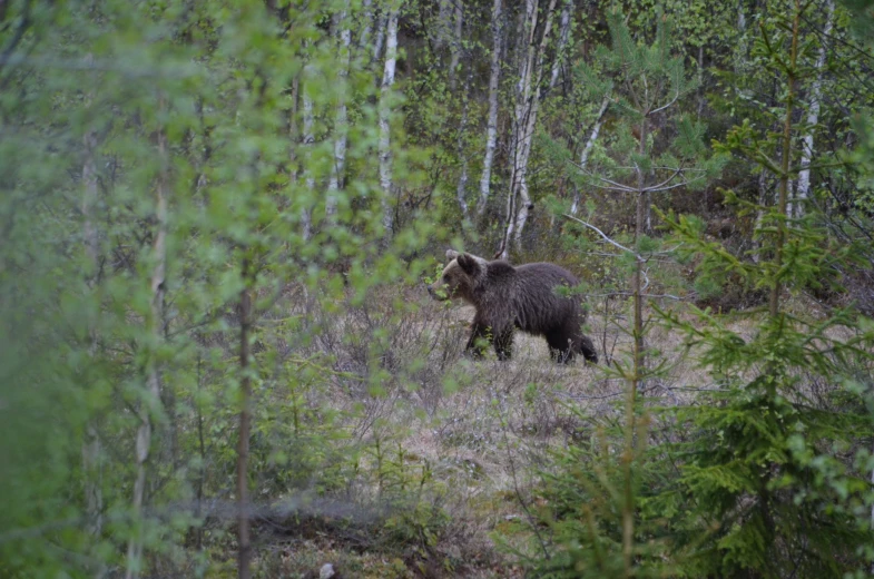 an image of a bear that is standing in the woods