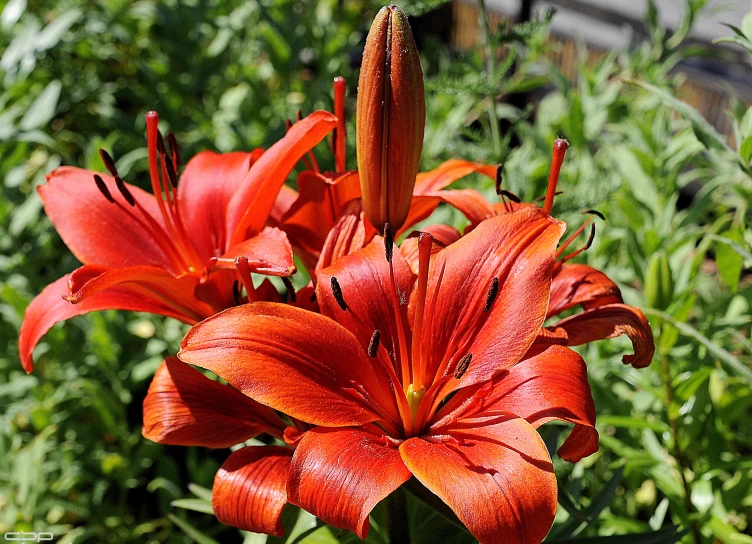 close up of a bright red flower in a field