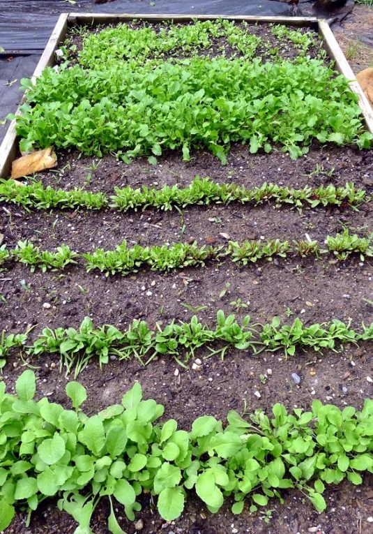 a garden with green leafy plants growing in rows