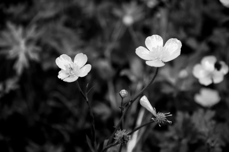 a black and white picture of some flowers